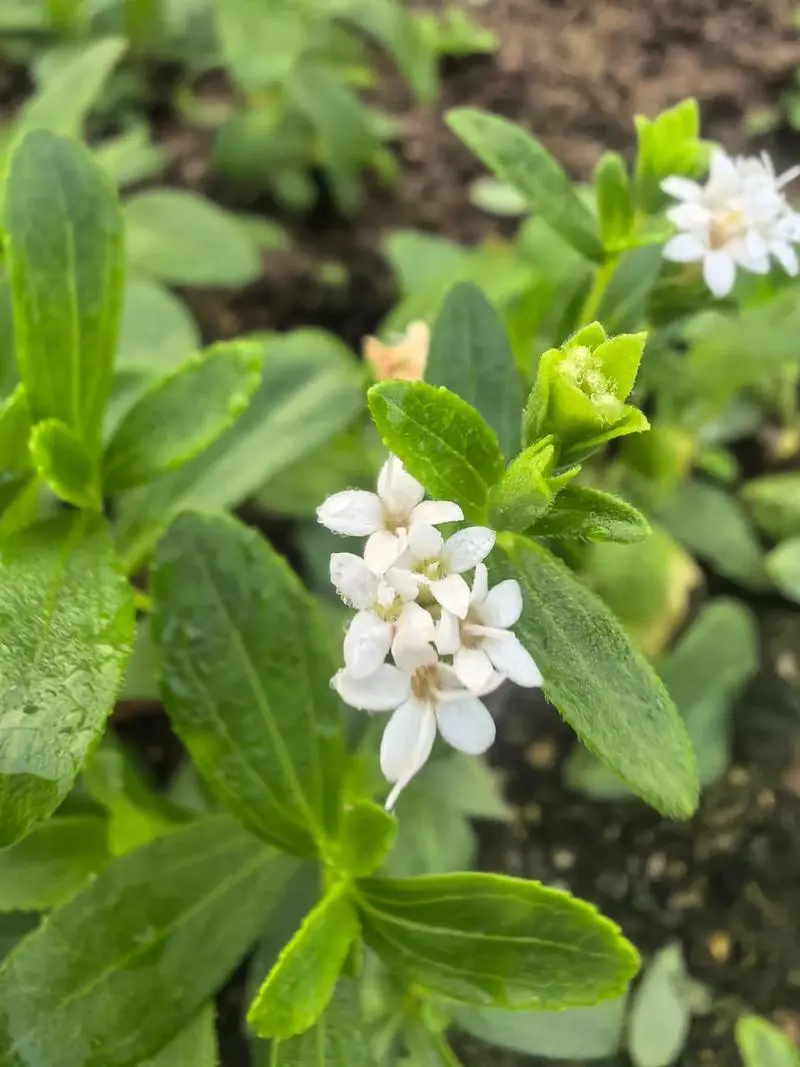 Bulk Stevia Bulk Stevia