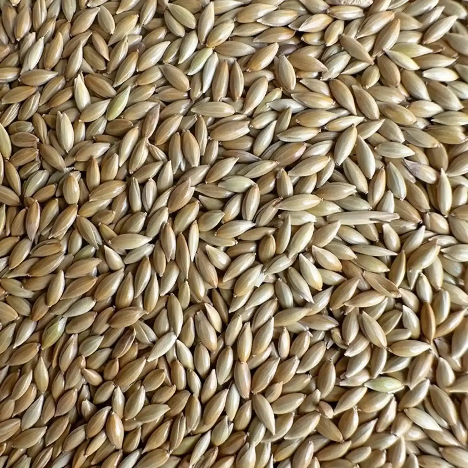 Ghanaian Seed Ghanaian Seed