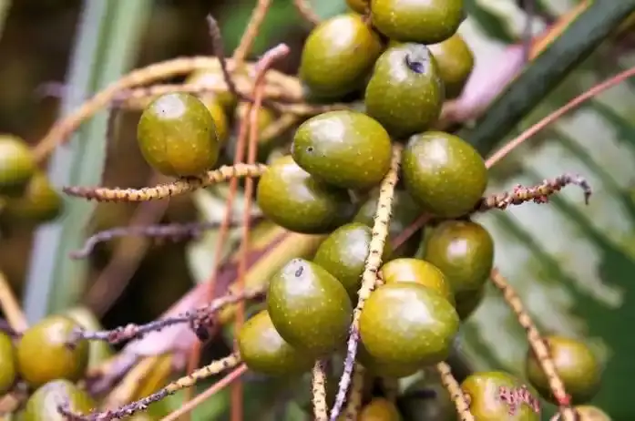 Saw Palm Fruit Saw Palm Fruit