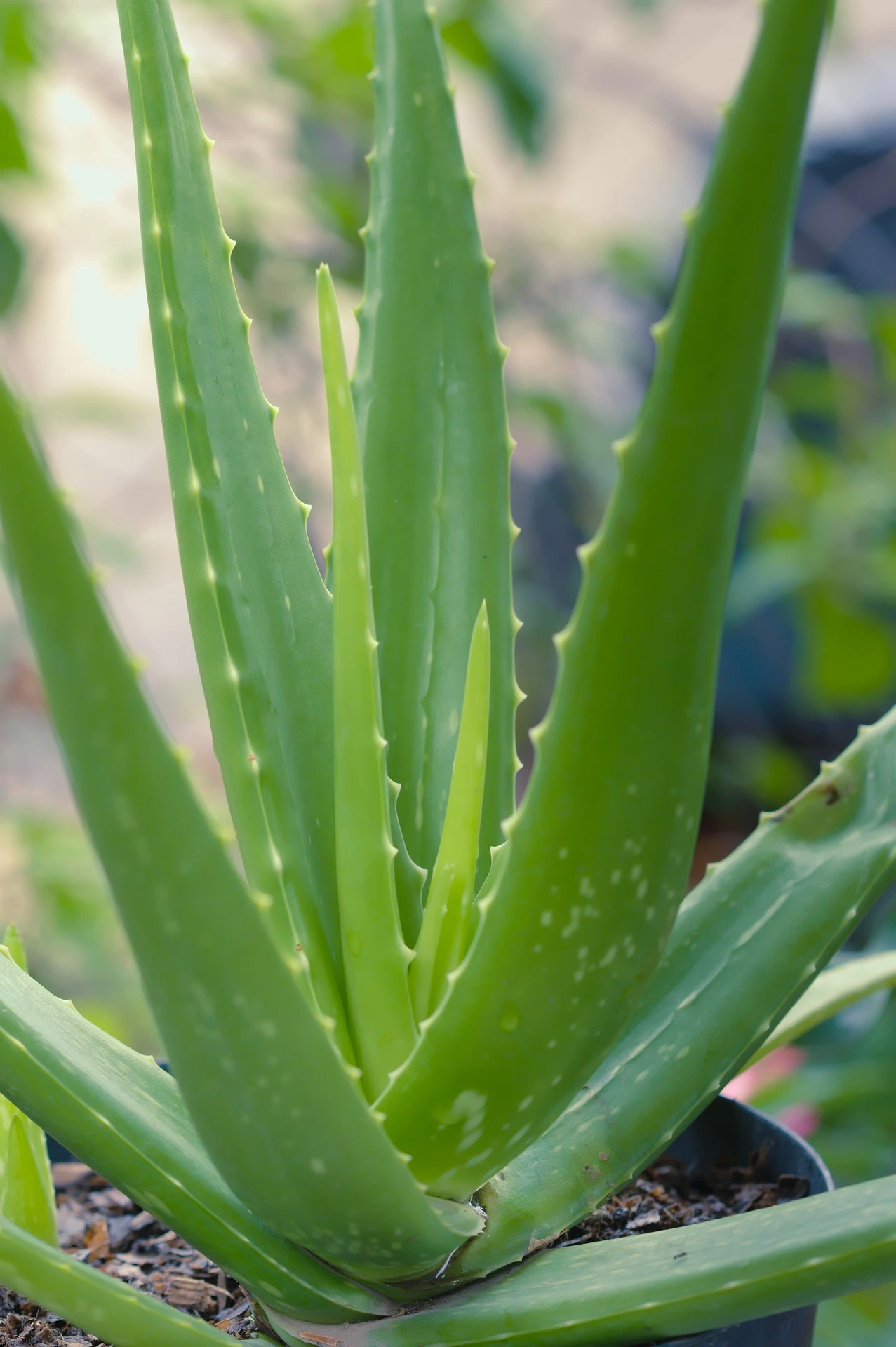 Aloe 