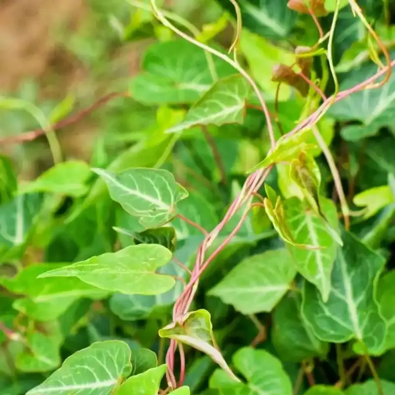 Polygonum Multiflorum 