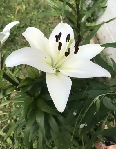 Lily Flower Lily Flower