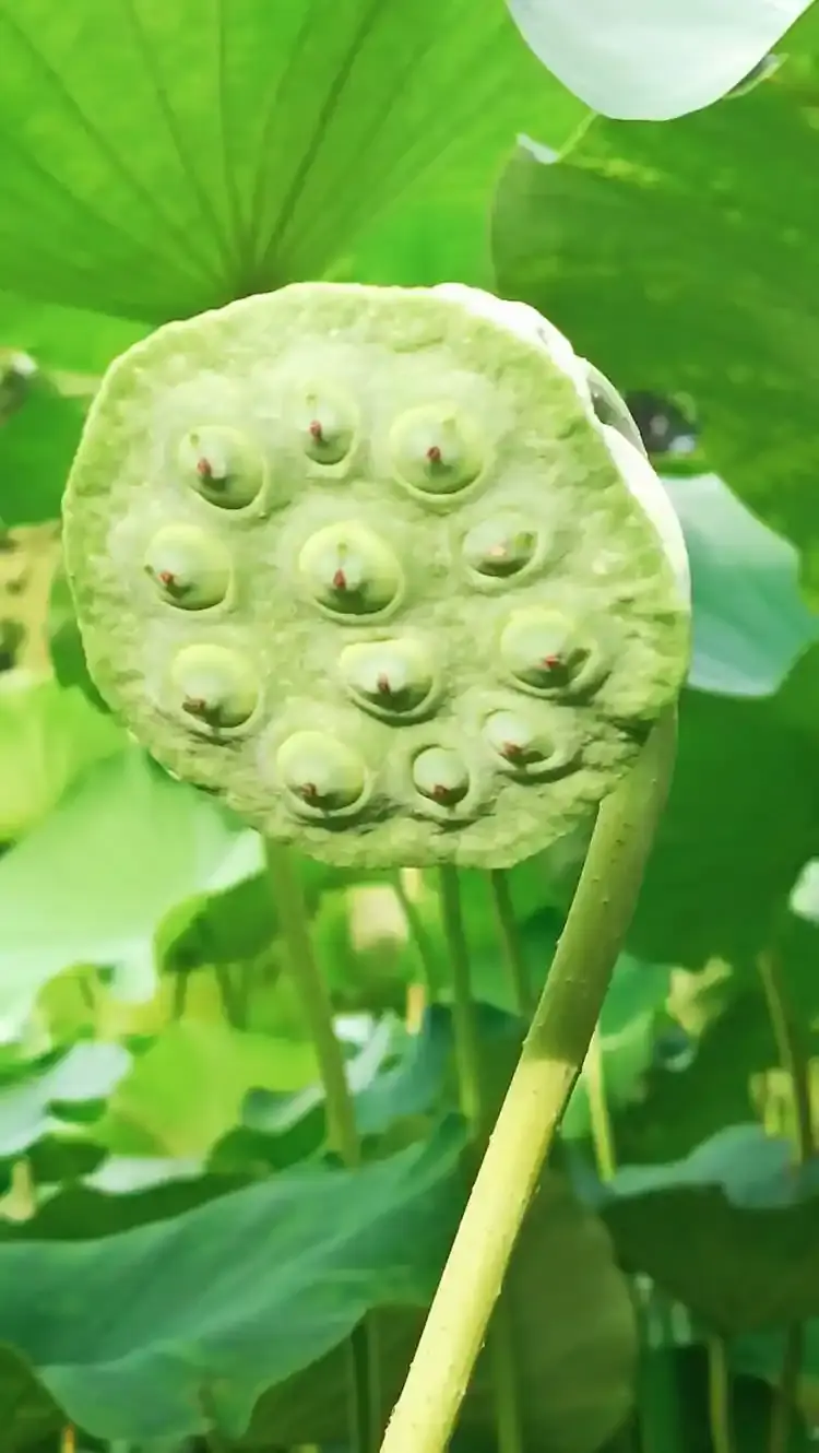 Lotus Seed Lotus Seed