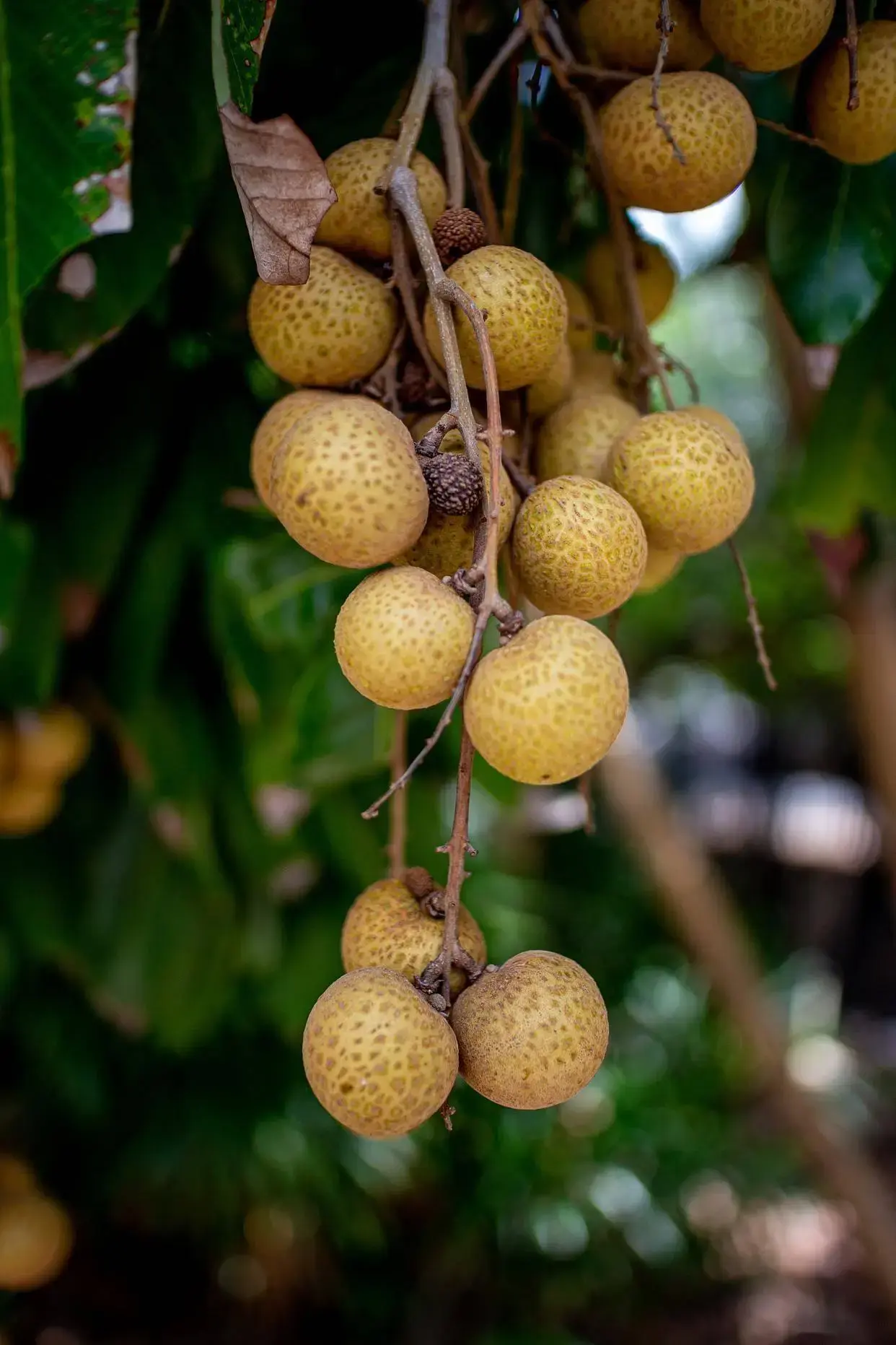 Longan