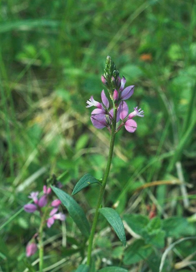 Polygala Tenuifolia 