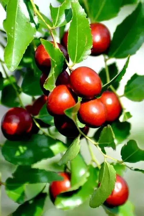 Sour Jujube Seed 