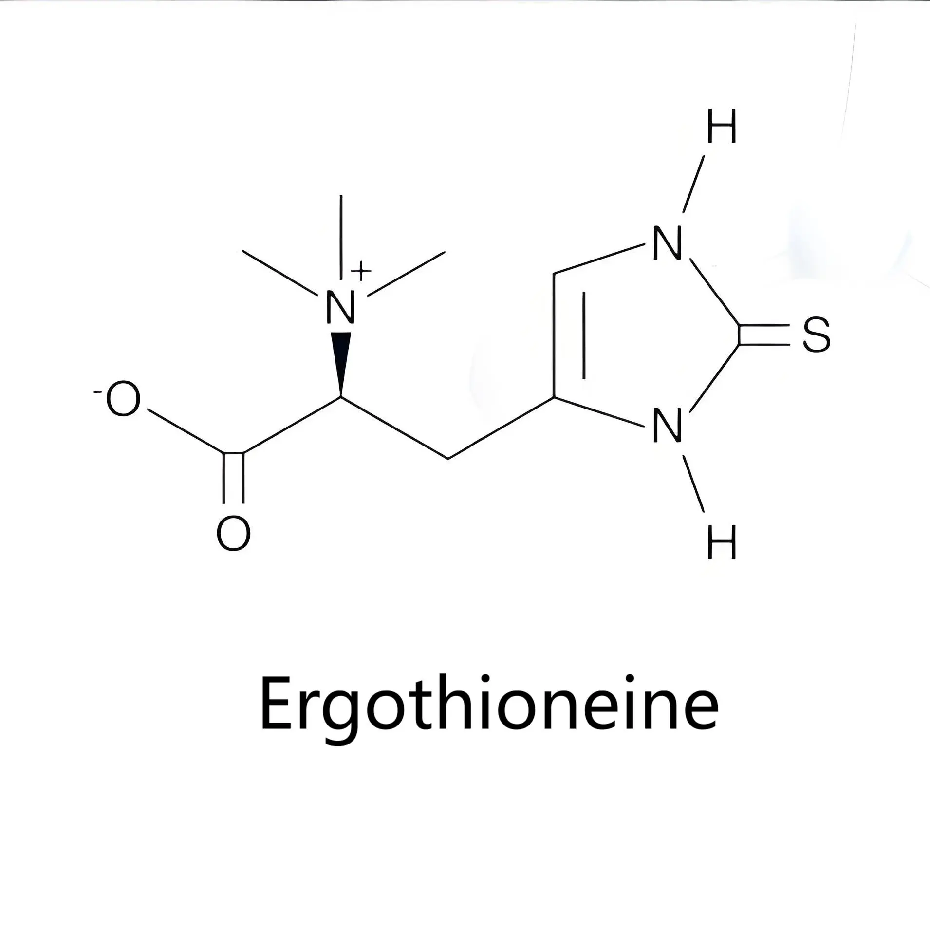 Ergothioneine Ergothioneine