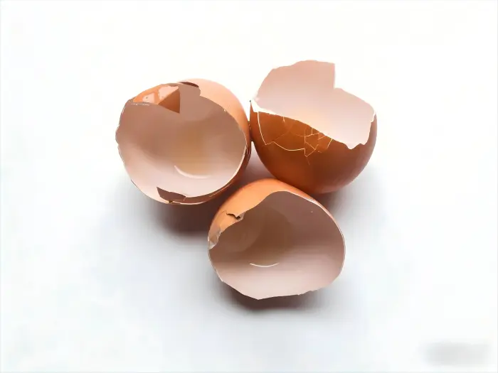 Eggshell Membrane Eggshell Membrane