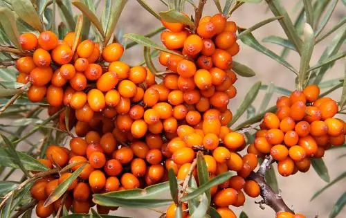 Seabuckthorn Fruit Seabuckthorn Fruit