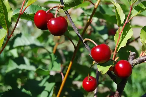Tart Cherry Tart Cherry