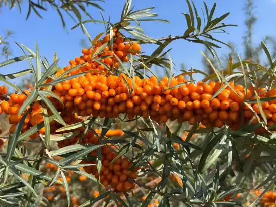 sea buckthorn