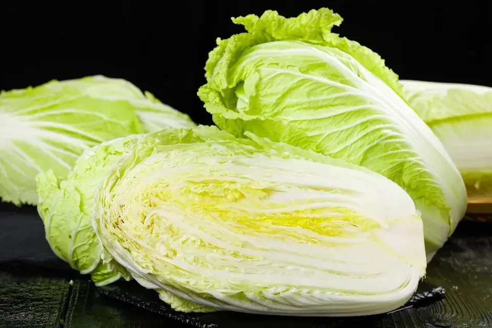 Chinese Cabbage 