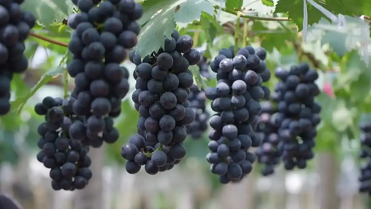 Grape