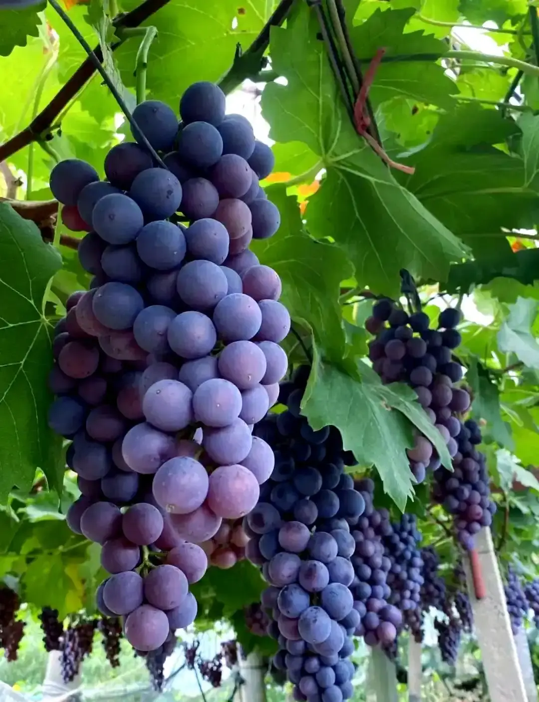 Grape