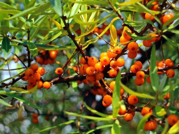 Sea Buckthorn Sea Buckthorn