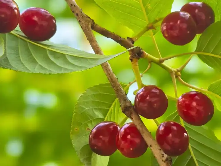 Tart Cherry