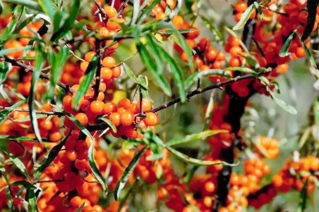 Sea Buckthorn Sea Buckthorn