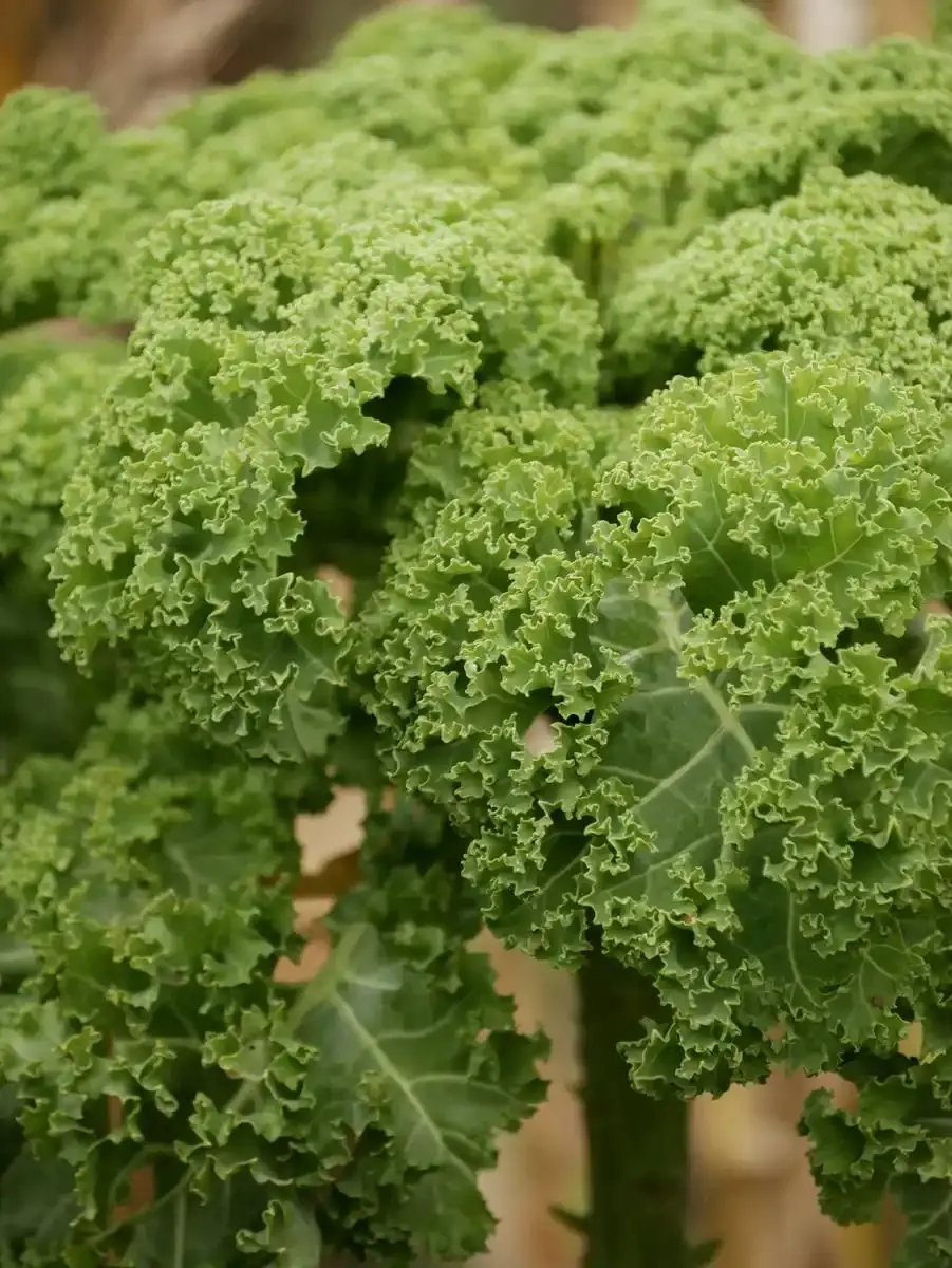  Kale 