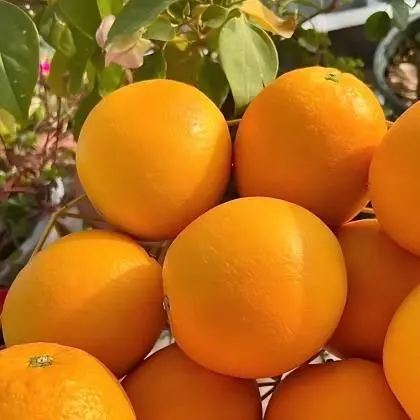 Sweet Orange Sweet Orange