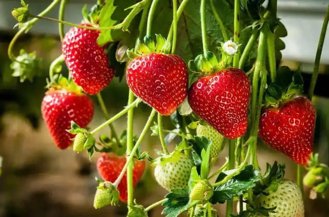 strawberry 
