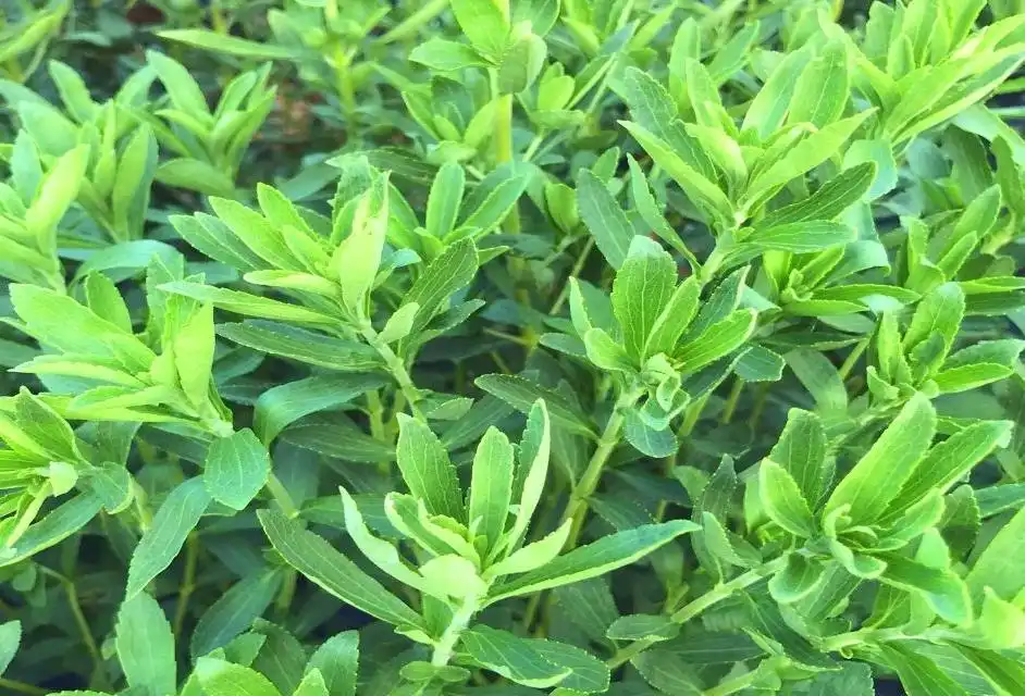 Stevia