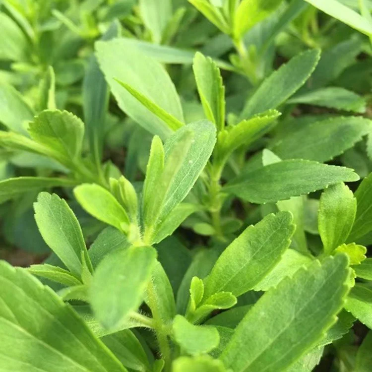 Stevia Stevia