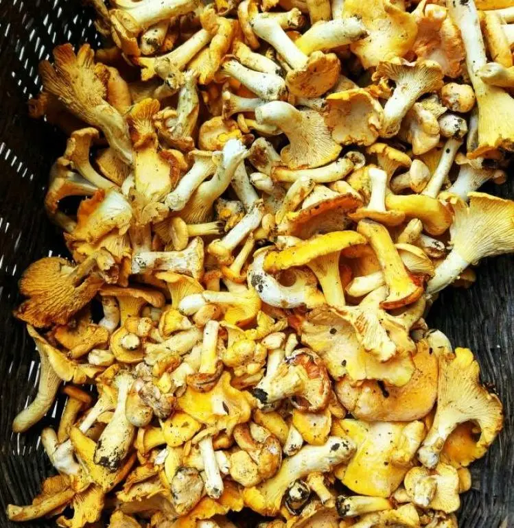 Chanterelle Mushroom