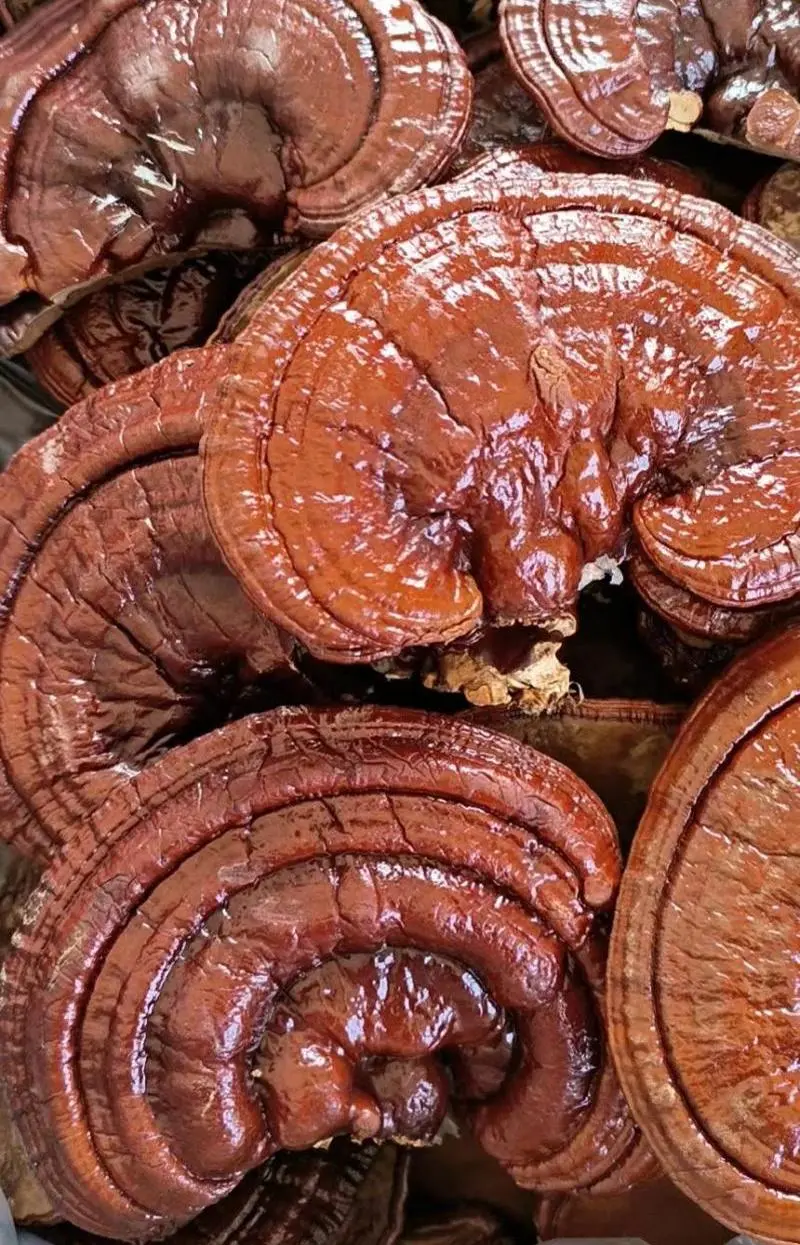 Best Reishi Mushroom Best Reishi Mushroom