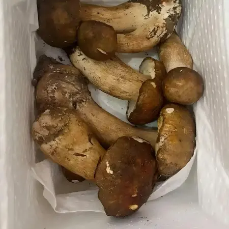 Boletus Mushroom Boletus Mushroom