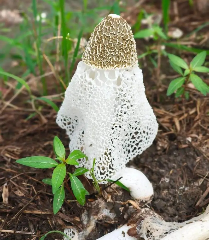 Bamboo Fungus