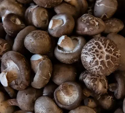 best shiitake mushroom