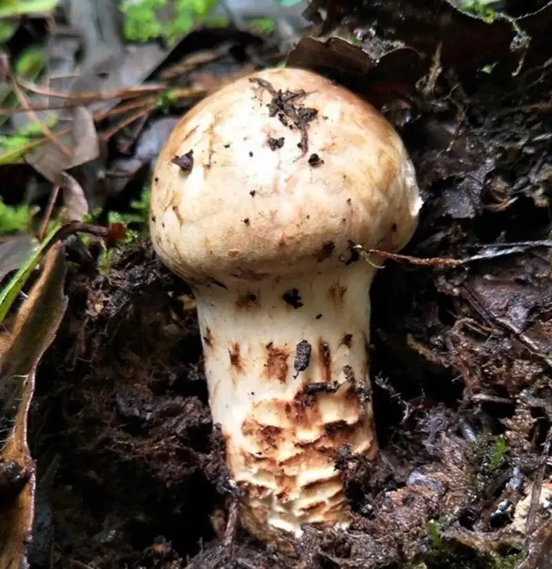 Matsutake Mushroom