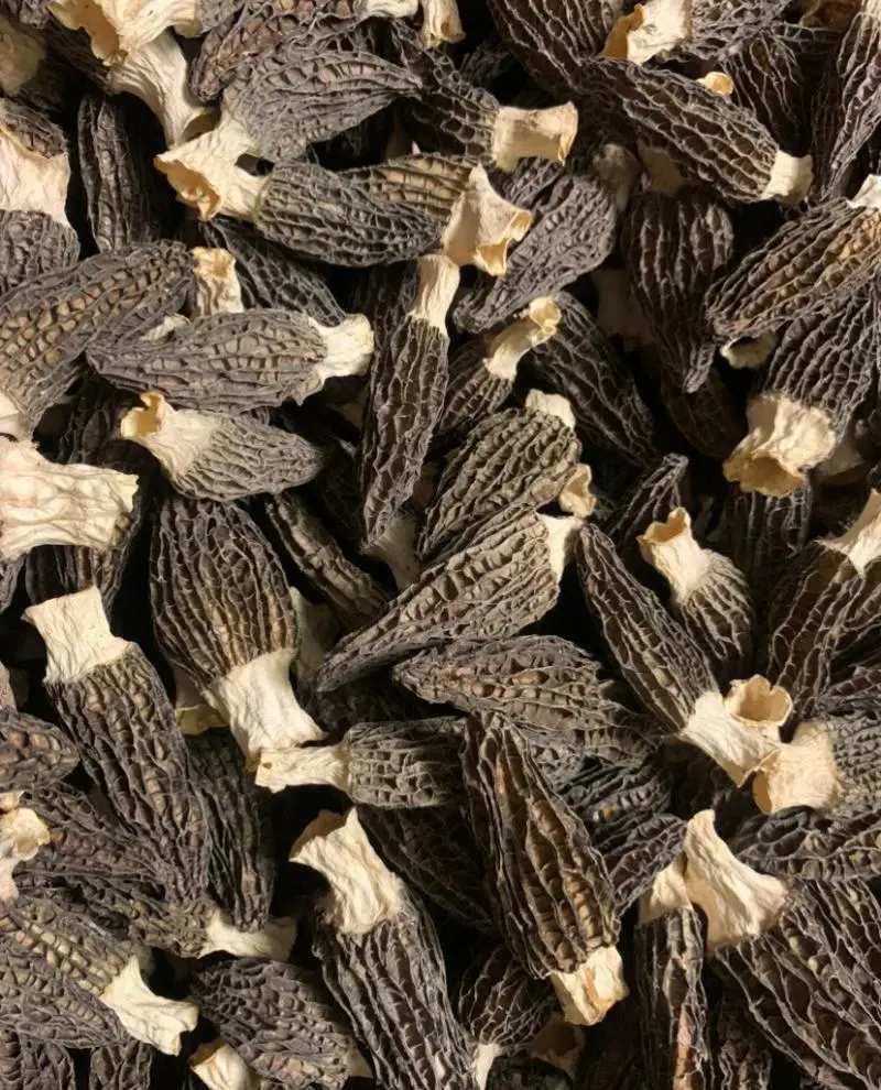 Morel Mushroom Morel Mushroom