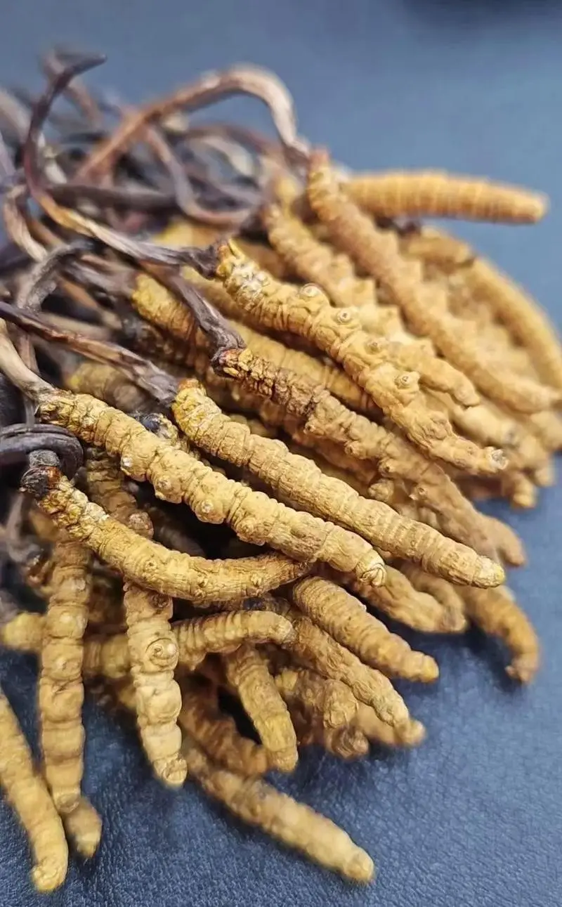 Cordyceps