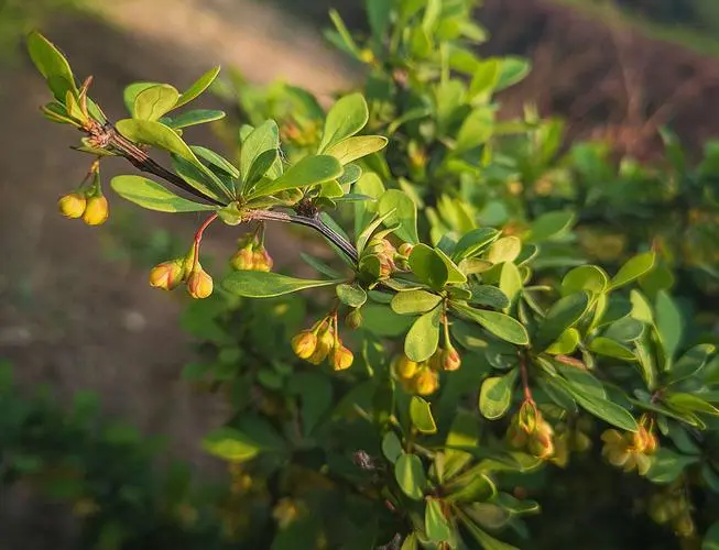 Berberine Hydrochloride