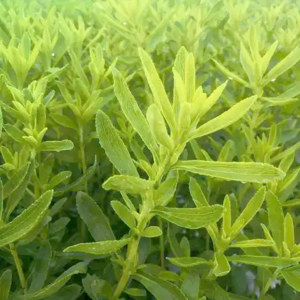 stevia stevia