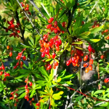Berberine Hydrochloride Berberine Hydrochloride