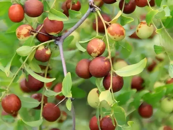 Sour Jujube 