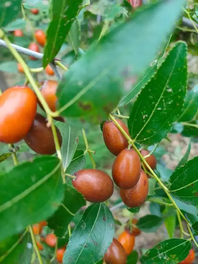Sour Jujube Seed 