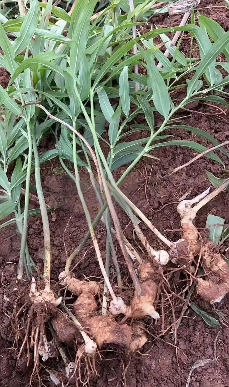 Polygonatum