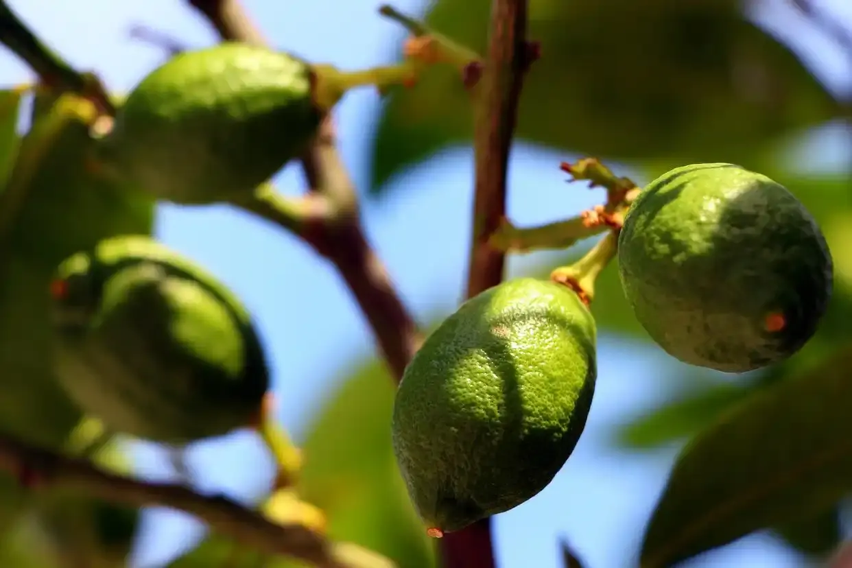 Malva Nut