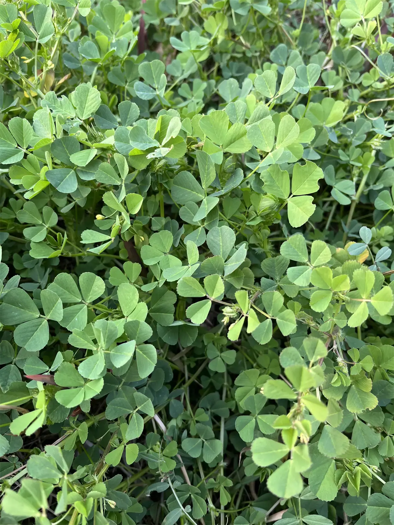 Alfalfa