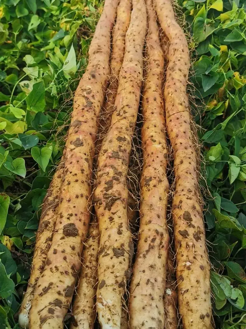 Chinese Yam