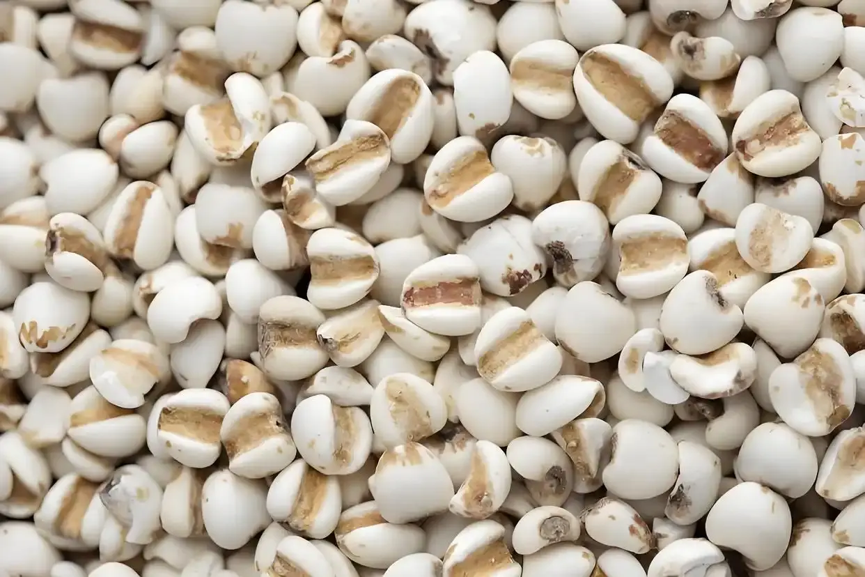 Coix Seed Coix Seed