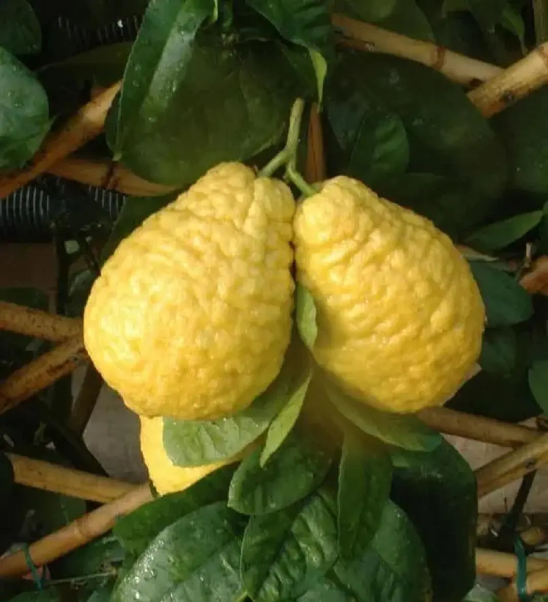 Citron Fruit Citron Fruit