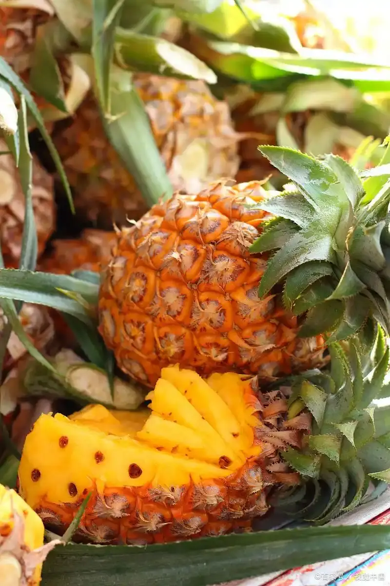 Pineapple Fruit Pineapple Fruit