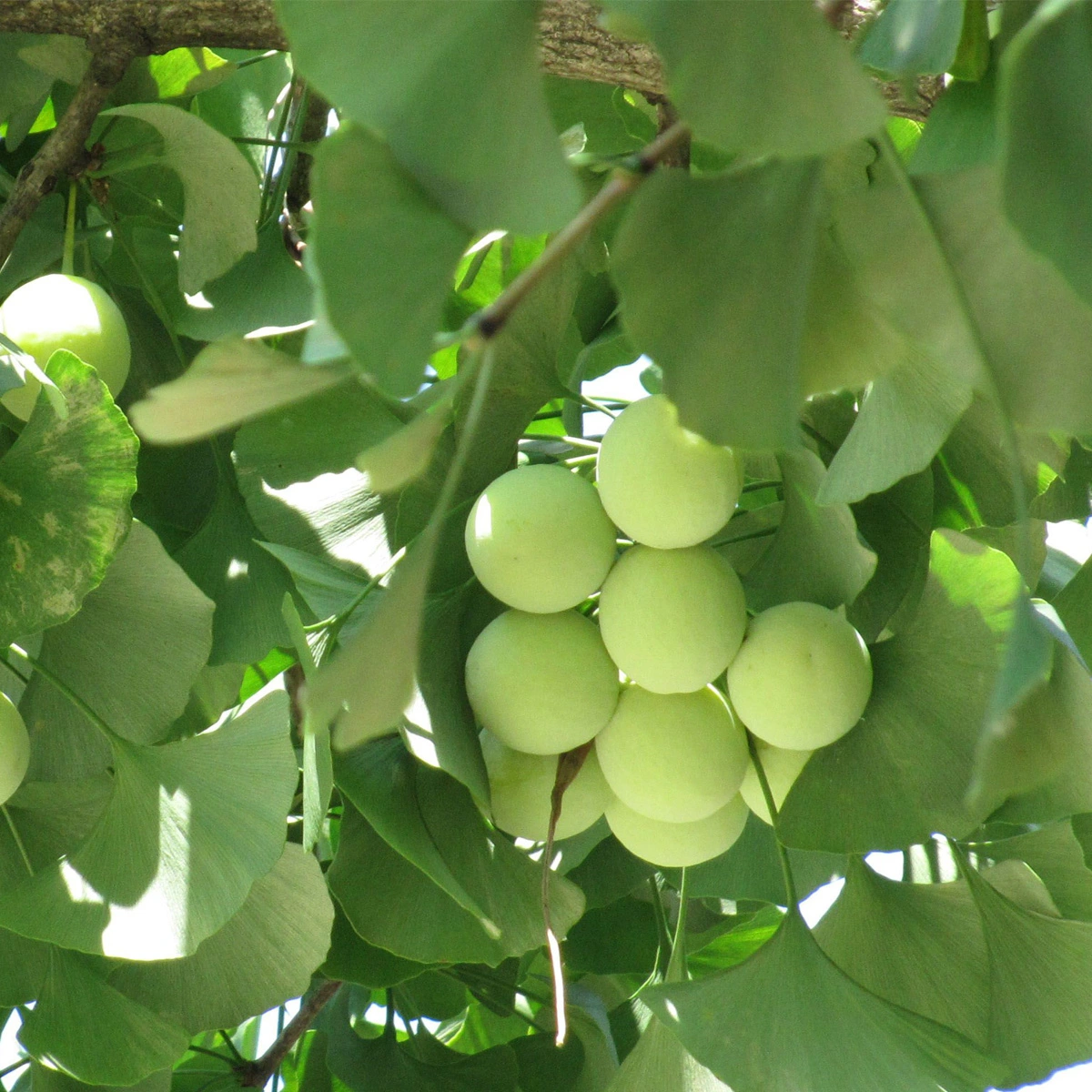 Ginkgo Seed