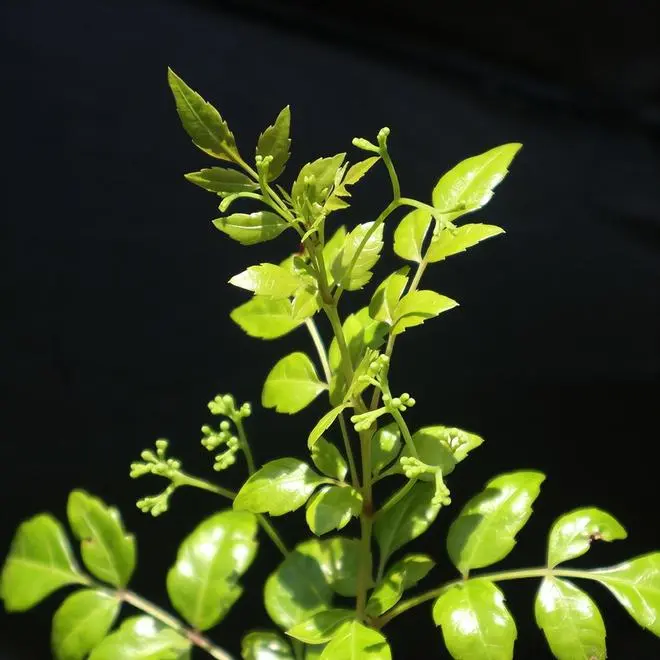 Ampelopsis Grossedentata Leaf