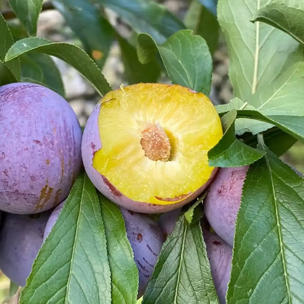 Plum Fruit