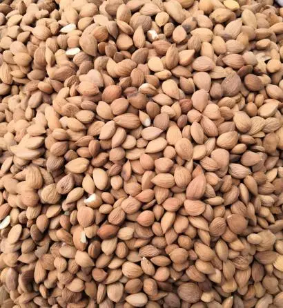 Peach Seed Peach Seed
